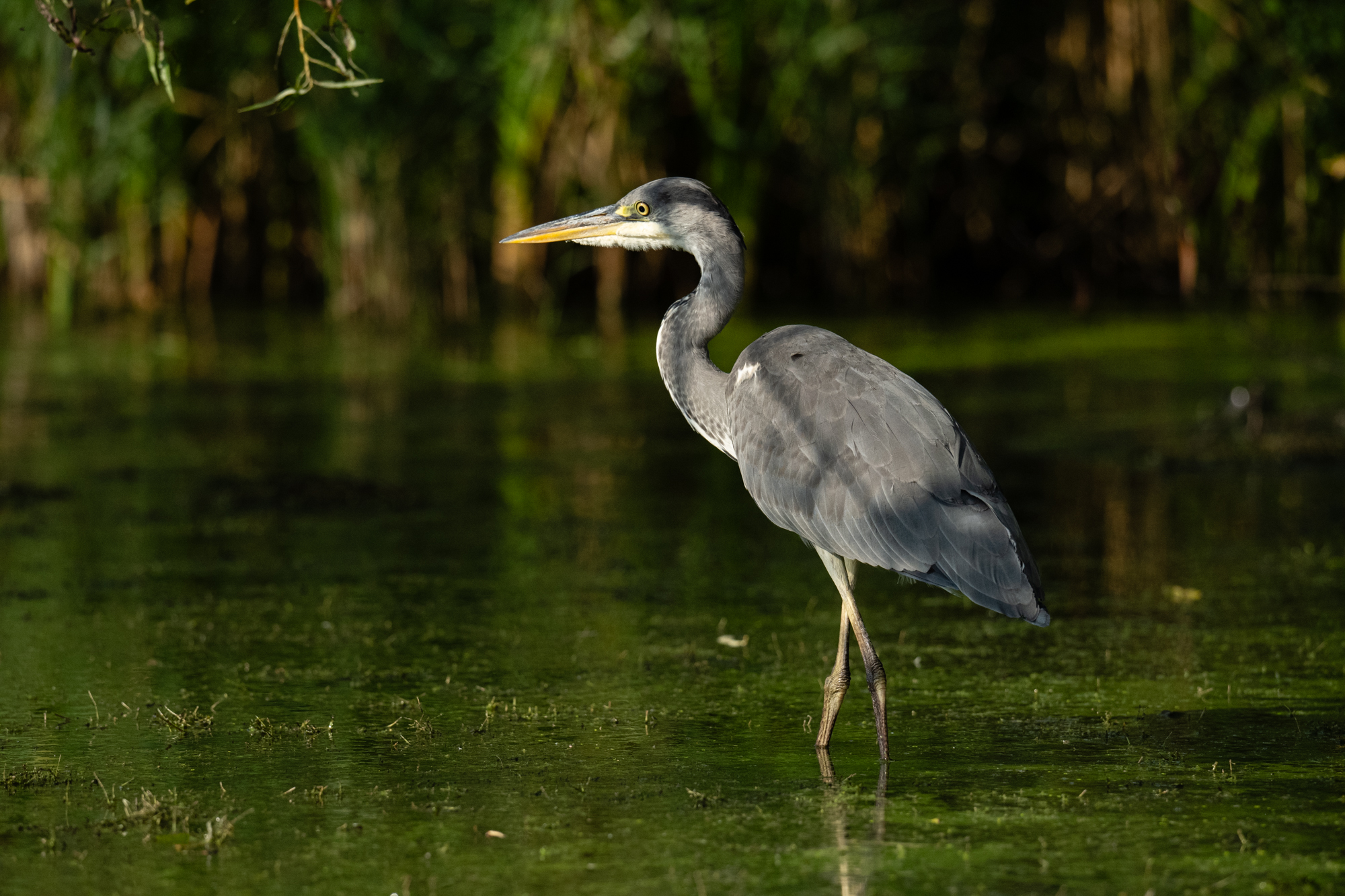 Photo of a heron taken with the Nikkor Z 180-600mm f/5.6-6.3 VR