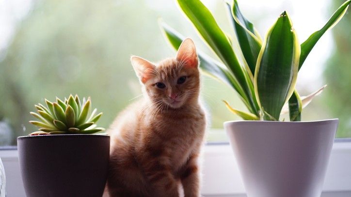 Plants cats are allergic to