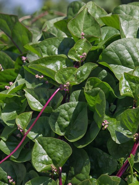 Malabar Spinach