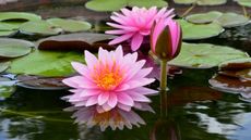 Pink waterlilies in a garden pond