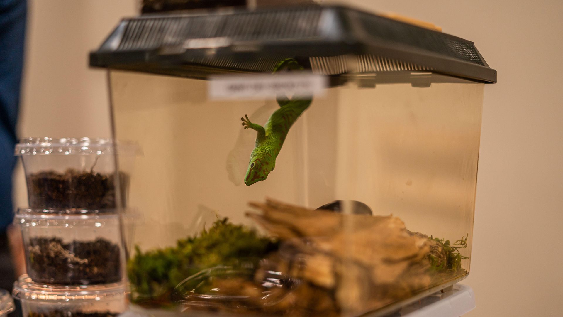 green gecko upside down in small tank