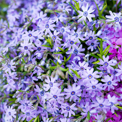 Close up of wildflowers blue Phlox. Bloom Time is late spring and early summer.