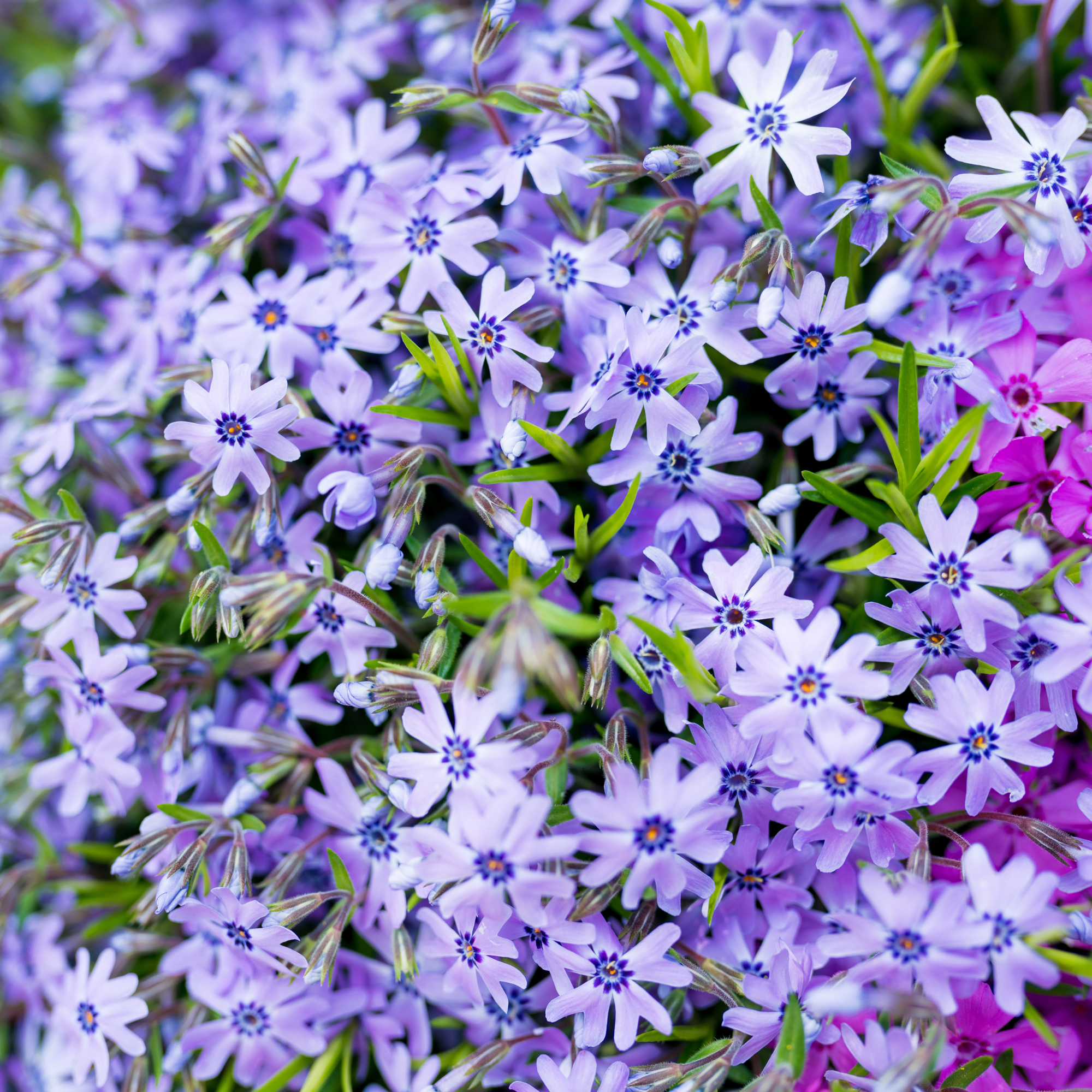 Close up of wildflowers blue Phlox. Bloom Time is late spring and early summer.