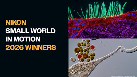 a collage of entries from the Nikon Small World 2026 competition