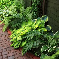Hostas between a house and a brick path