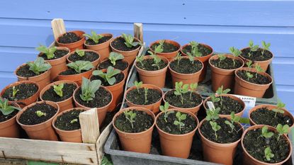 hardening off plants outside - sweet peas and broad bean seedlings