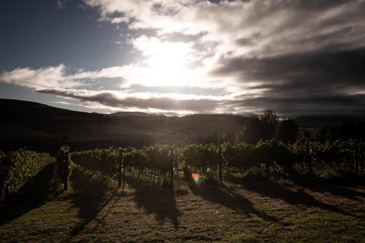 House-of-Arras-Tasmania-Vineyards.1.jpg