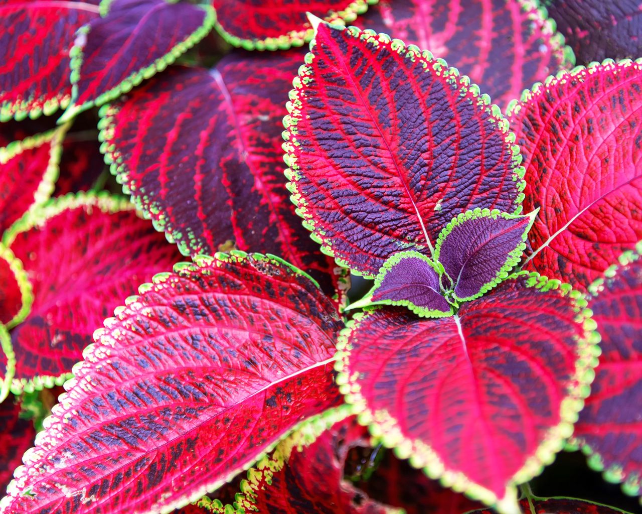 Beautiful red leaves of coleus