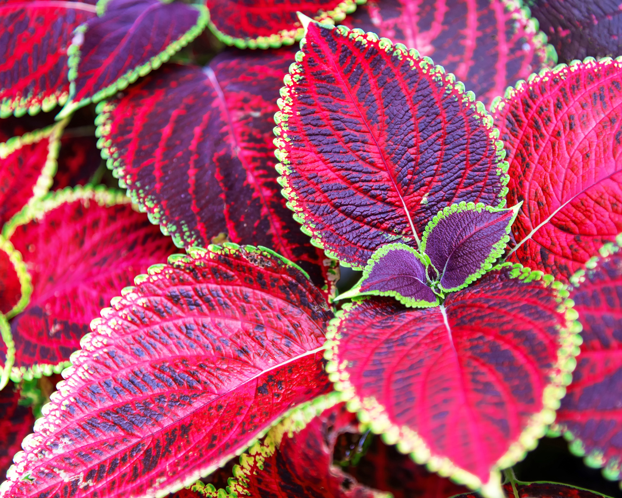 Beautiful red leaves of coleus