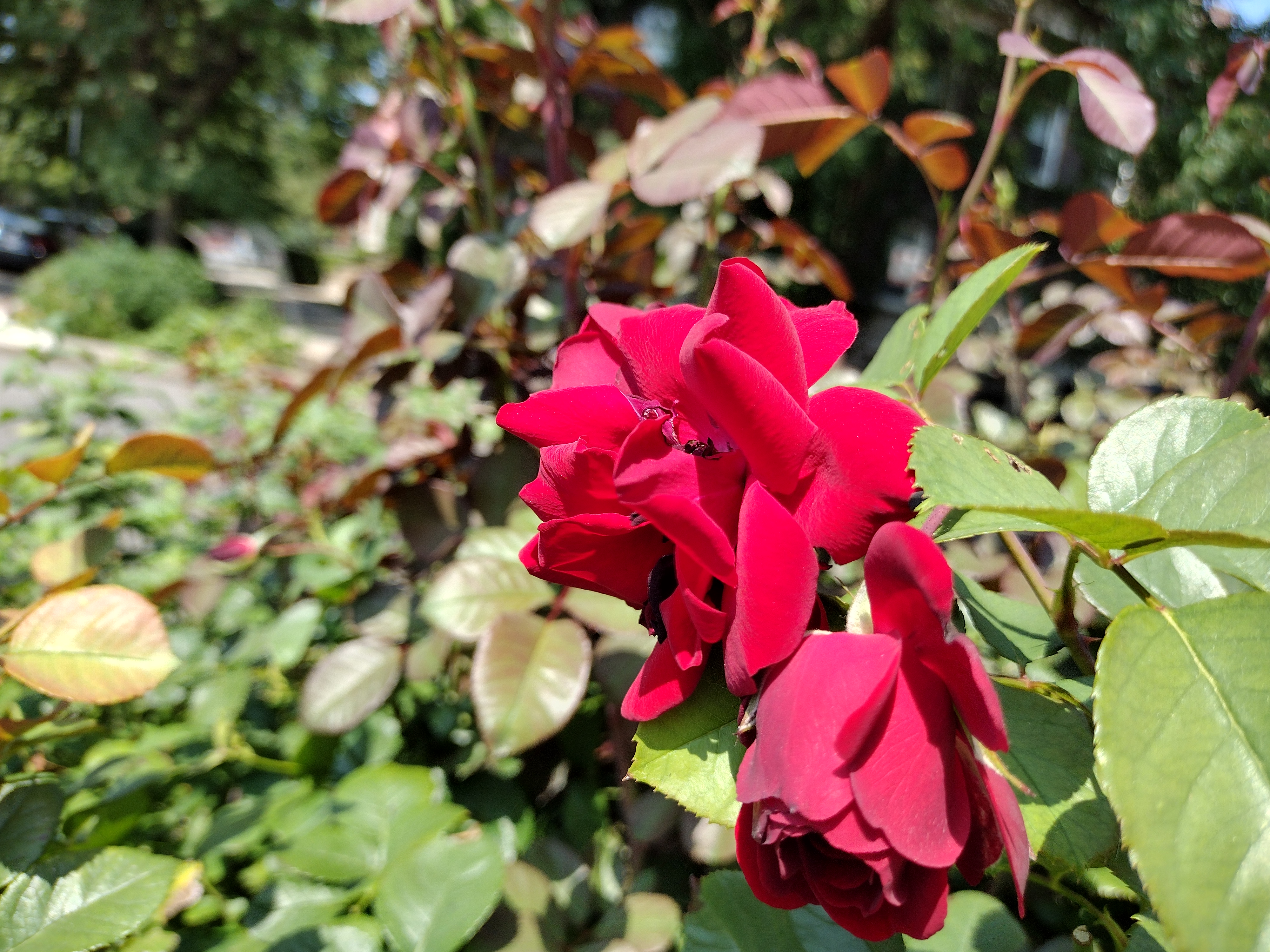 Moto G Stylus 5G Camera samples