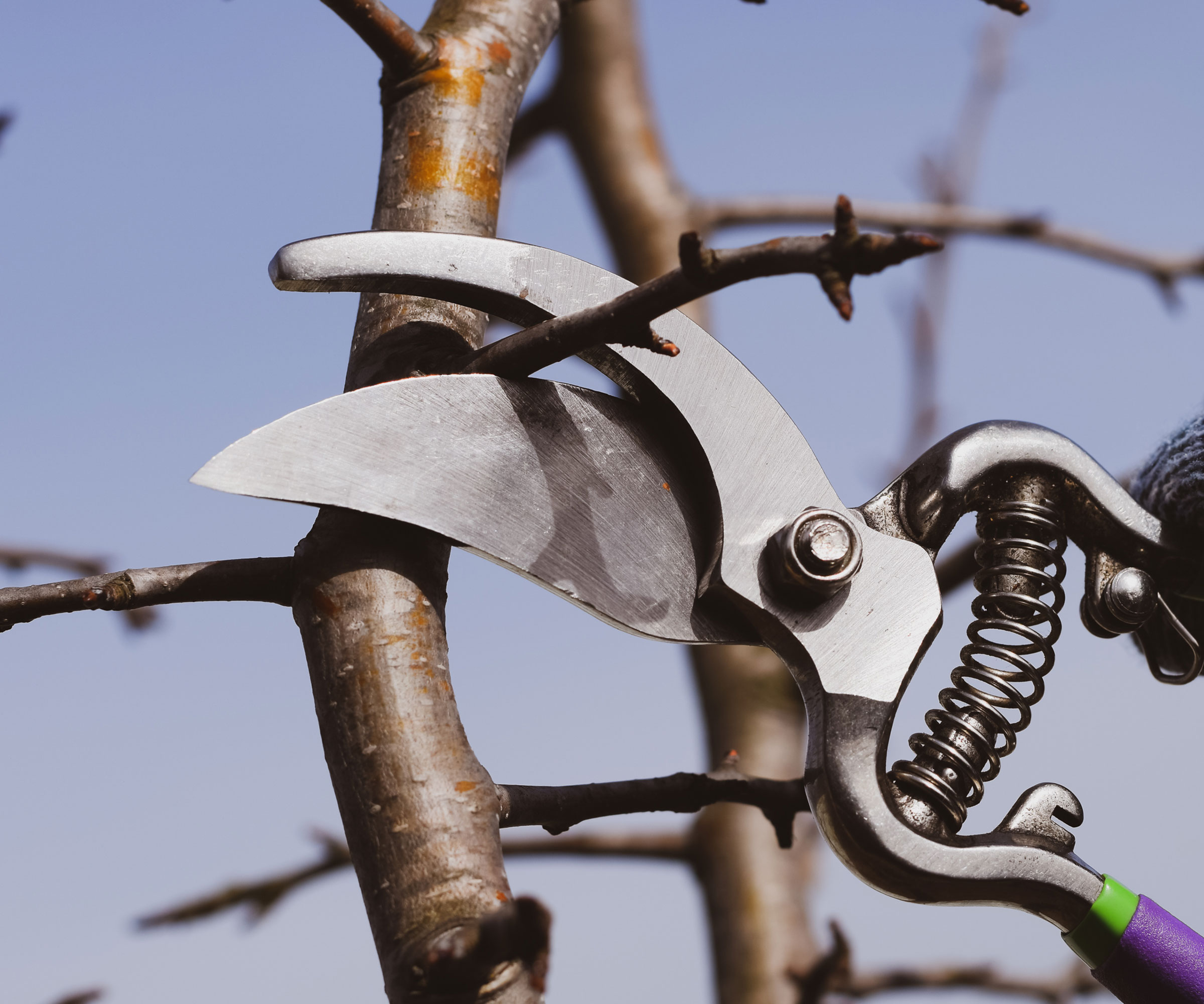 pruning pear tree branch with bypass pruning shears