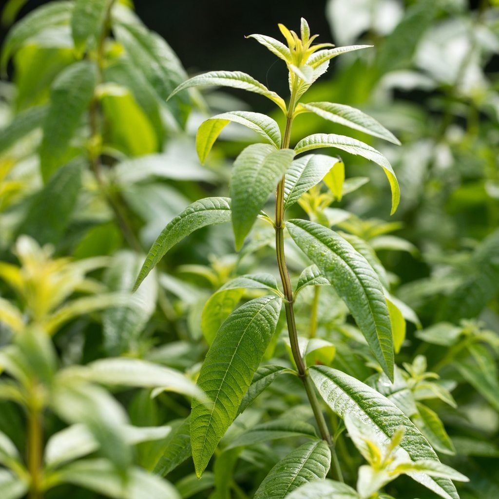 lemon verbena