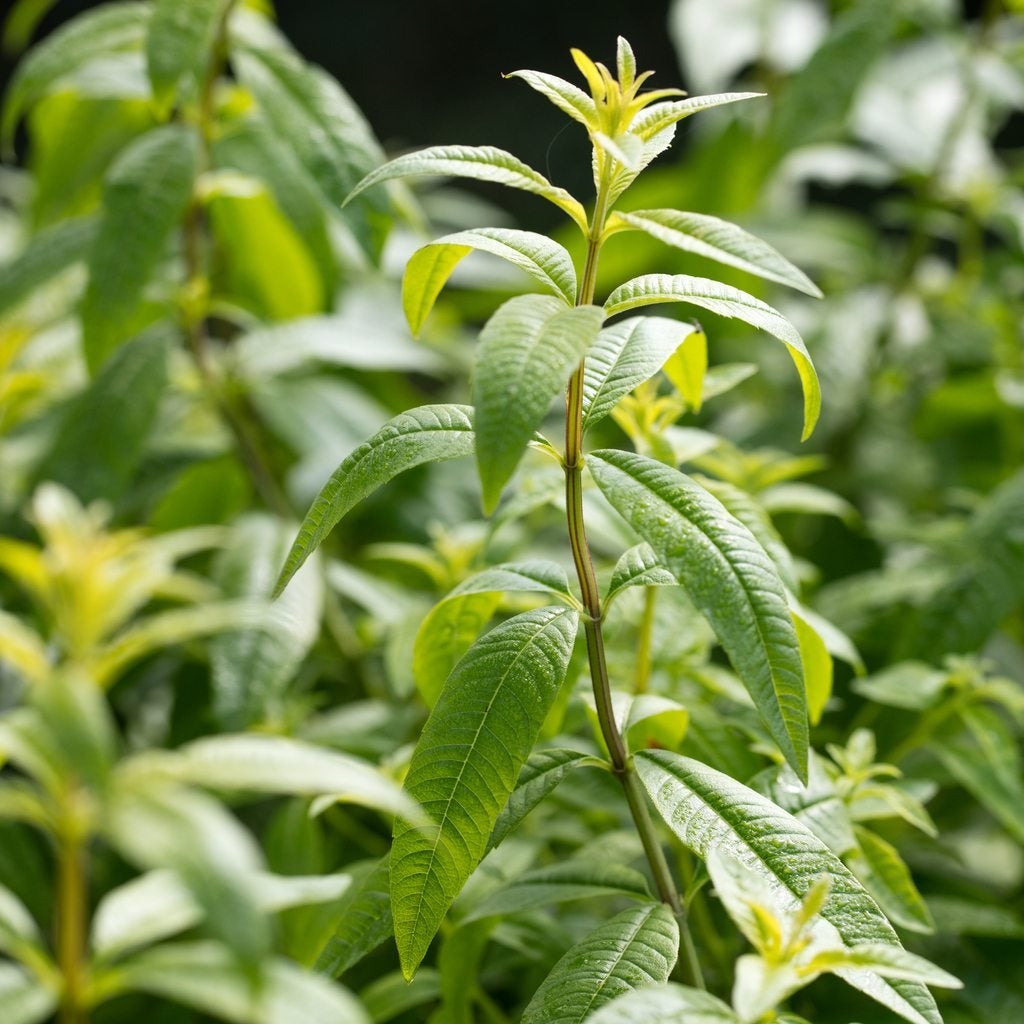 Grow Tasty Lemon Verbena - Parade