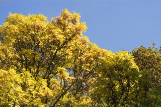 Yellow autumn leaves of green or red ash tree