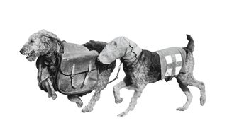 Dogs Of WW2