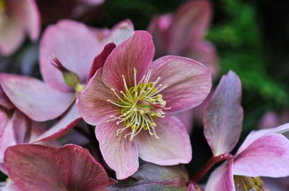 Types Of Hellebores: Learn About Varieties Of Hellebore Flowers ...