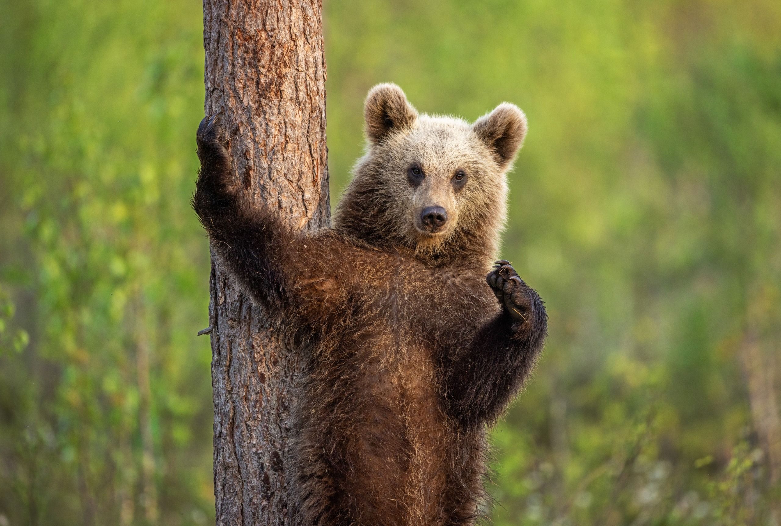 A young bear appears to pose next to a tree in Finland.