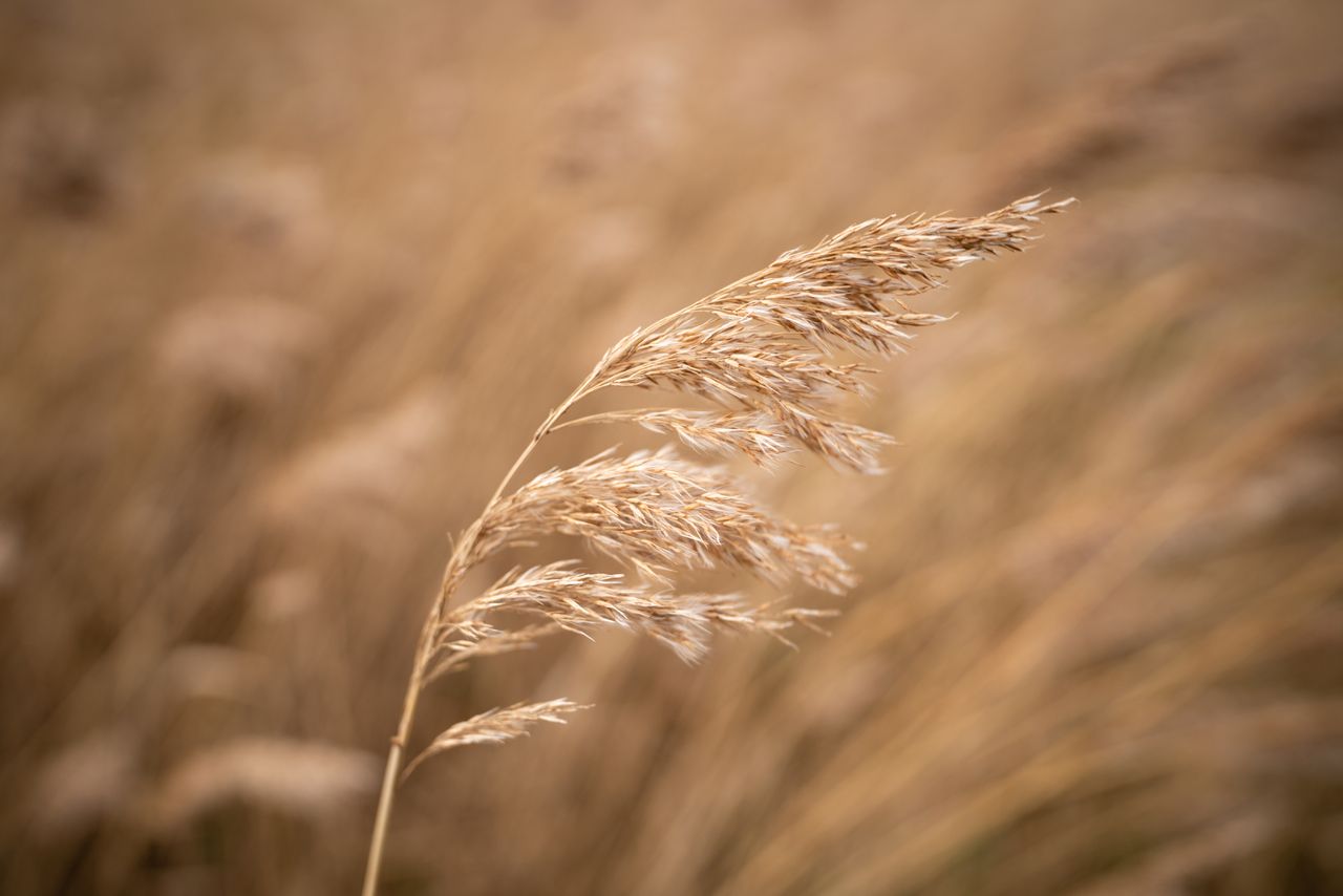 Sony FE 20mm f/1.8 G lens