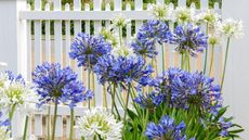 Blue and white agapanthus blooms in front of a white wooden fence