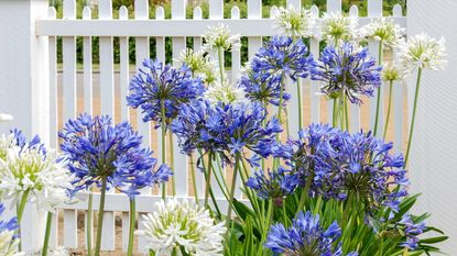 Blue and white agapanthus blooms in front of a white wooden fence 