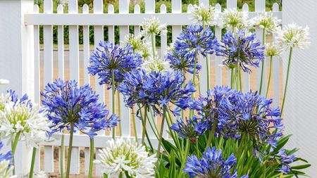 Blue and white agapanthus blooms in front of a white wooden fence 
