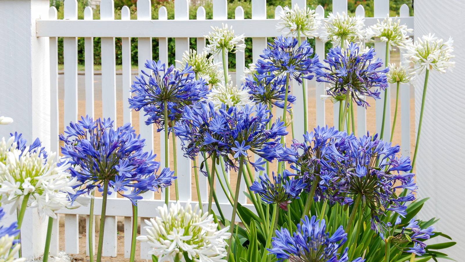 Blue and white agapanthus blooms in front of a white wooden fence 
