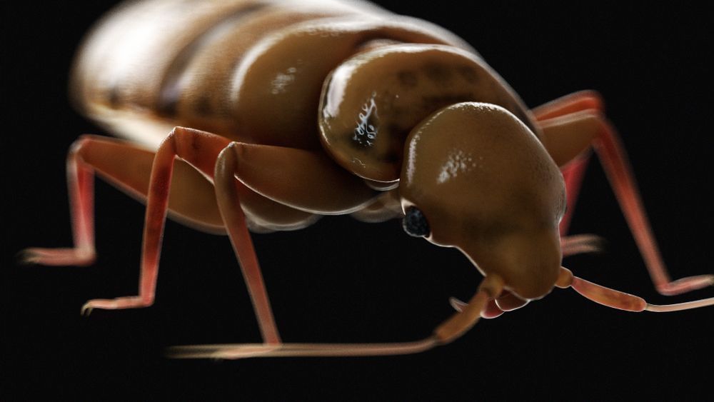 Bedbugs Probably Roamed the Earth Alongside Dinosaurs, 100 Million Years Ago | Live Science