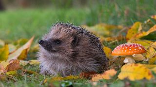 Hedge hog sat on grass — Best small pets