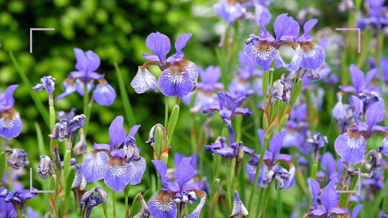 a garden with blue irises to answer should you deadhead irises after flowering