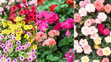 Three pictrues of flowers to deadhead in August - purple, yellow and red petunias, pink geraniums, and light and dark pink roses