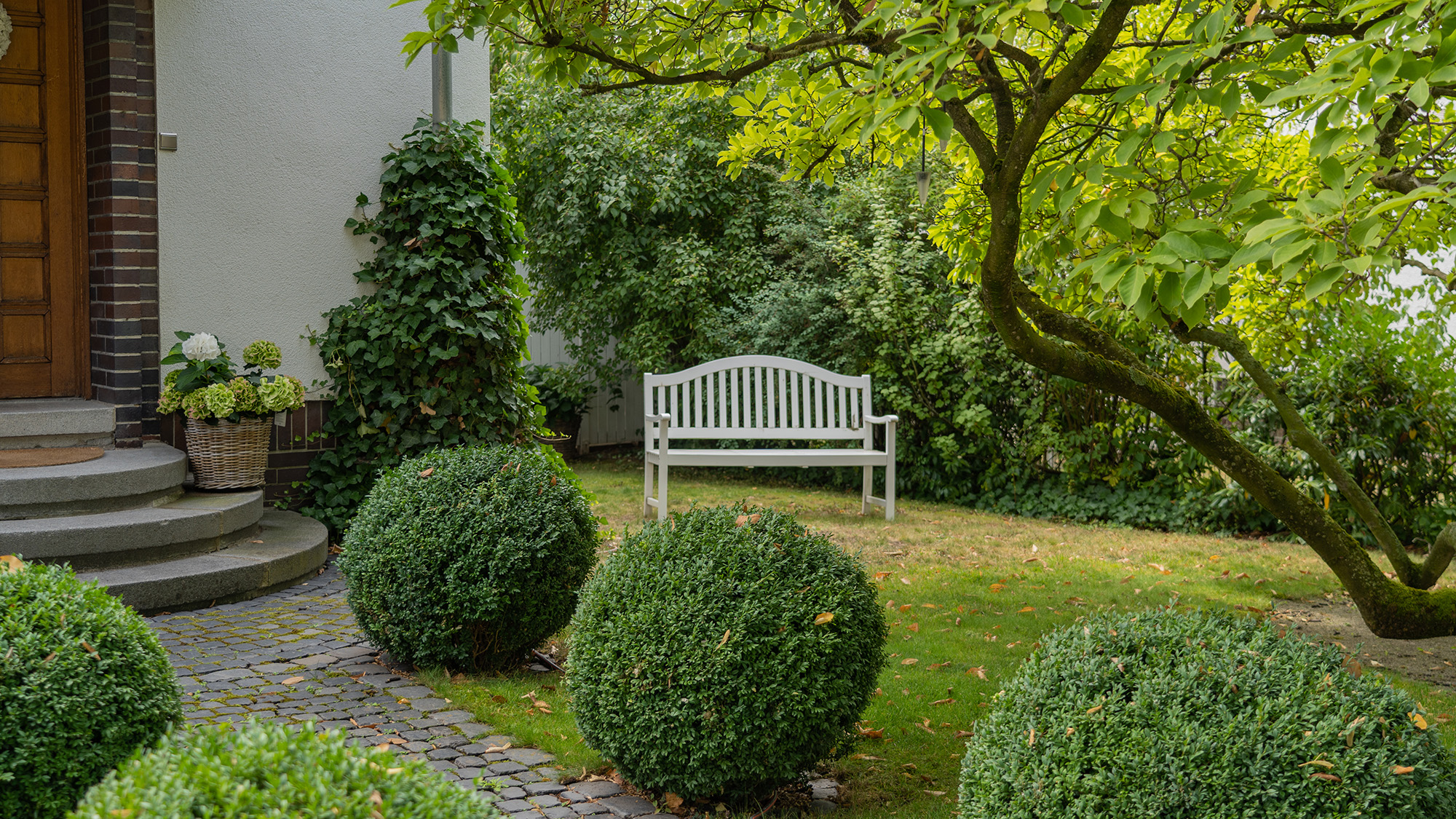 Boxwood in front yard
