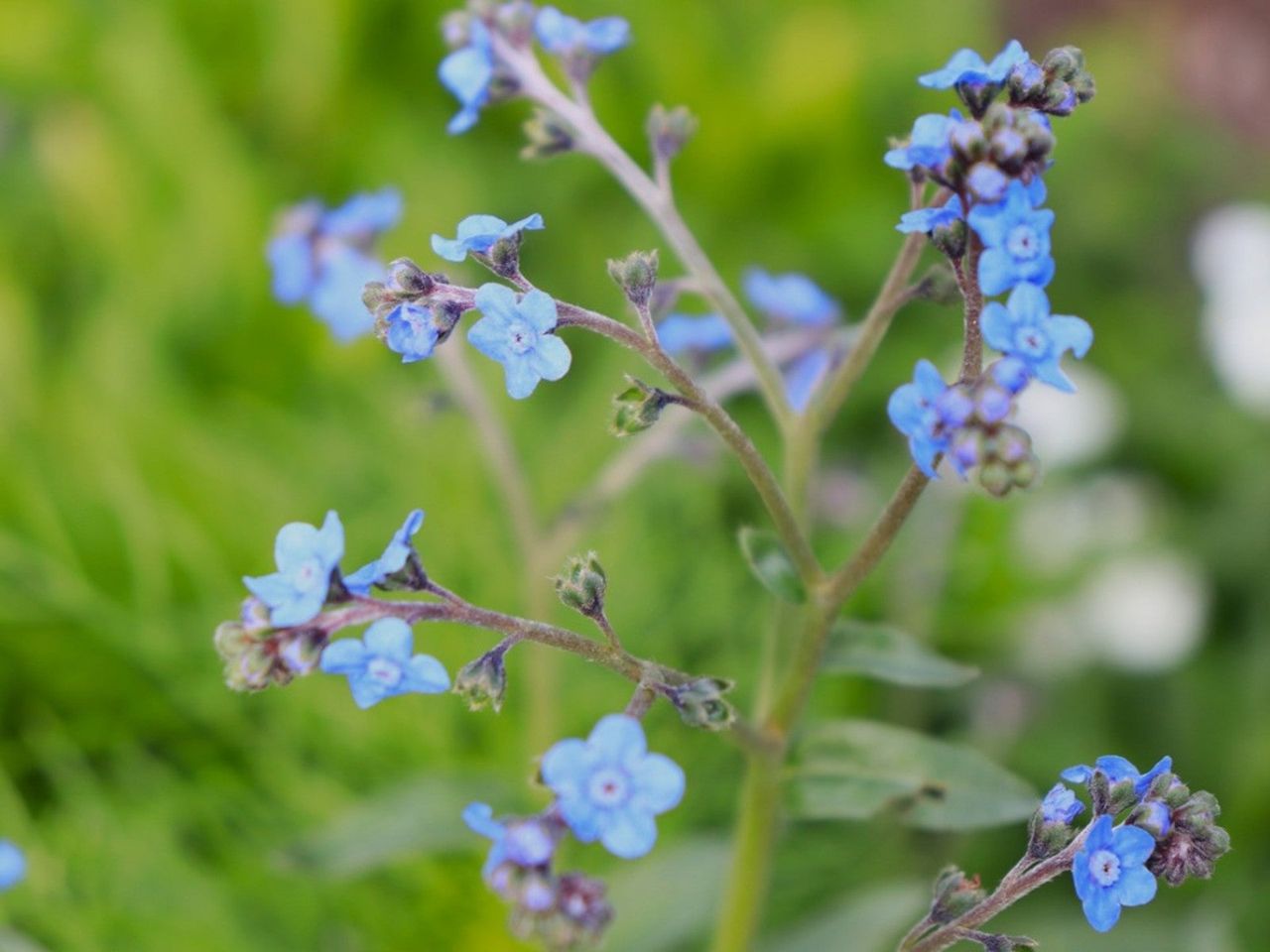 Blue Chinese Forget-me-not flowers