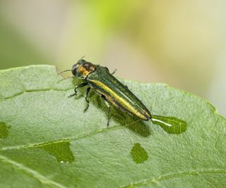 Emerald ash borer on a leaf