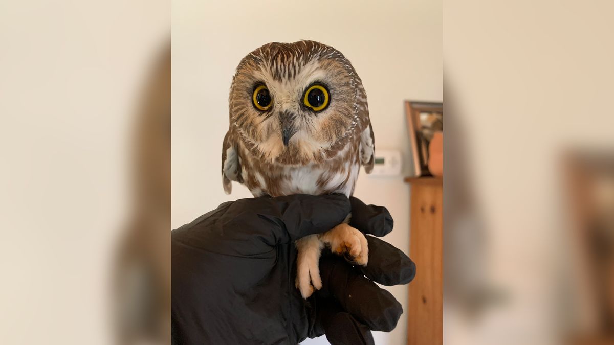 Tiny owl found hiding in the Rockefeller Christmas tree isn't going ...