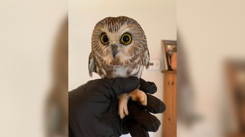 Tiny Owl Found Hiding In The Rockefeller Christmas Tree Isn T Going Home Here S Why Live Science