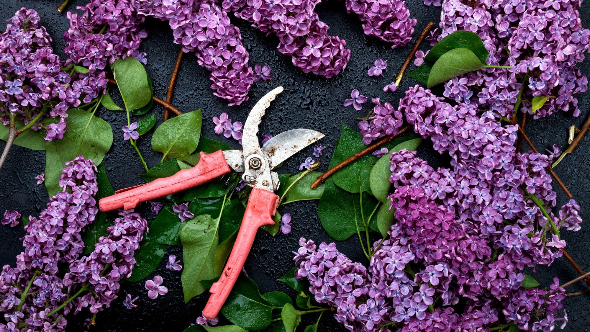 purple lilac flowers and leaves with garden pruners on dark background