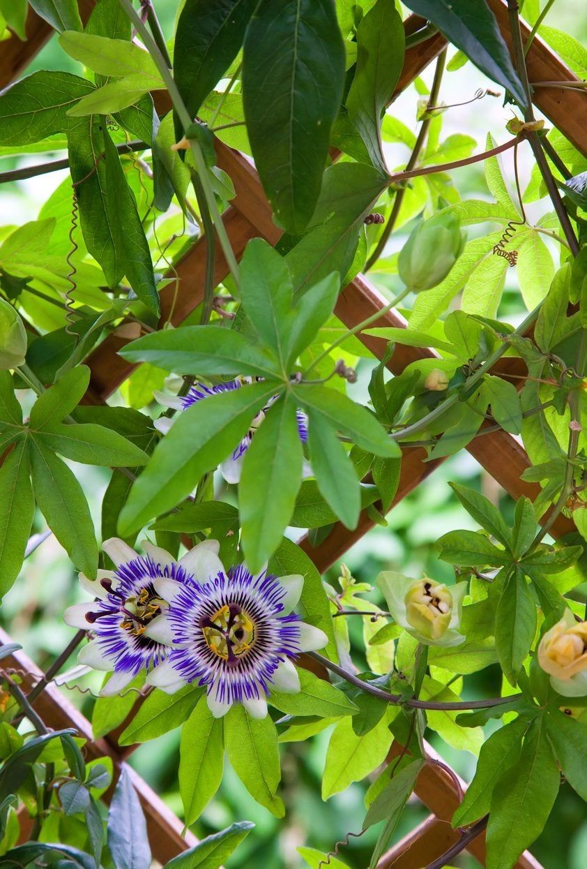 Purple Passion Flowers