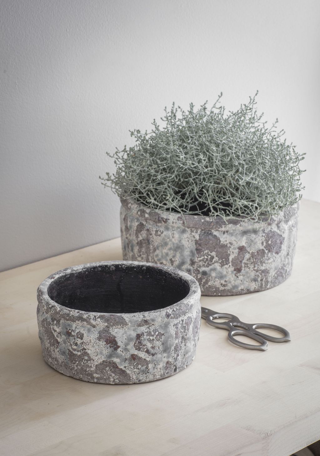 best plants for outdoor winter pots