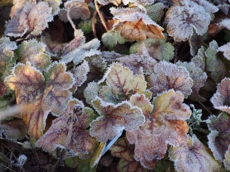 Heuchera winter