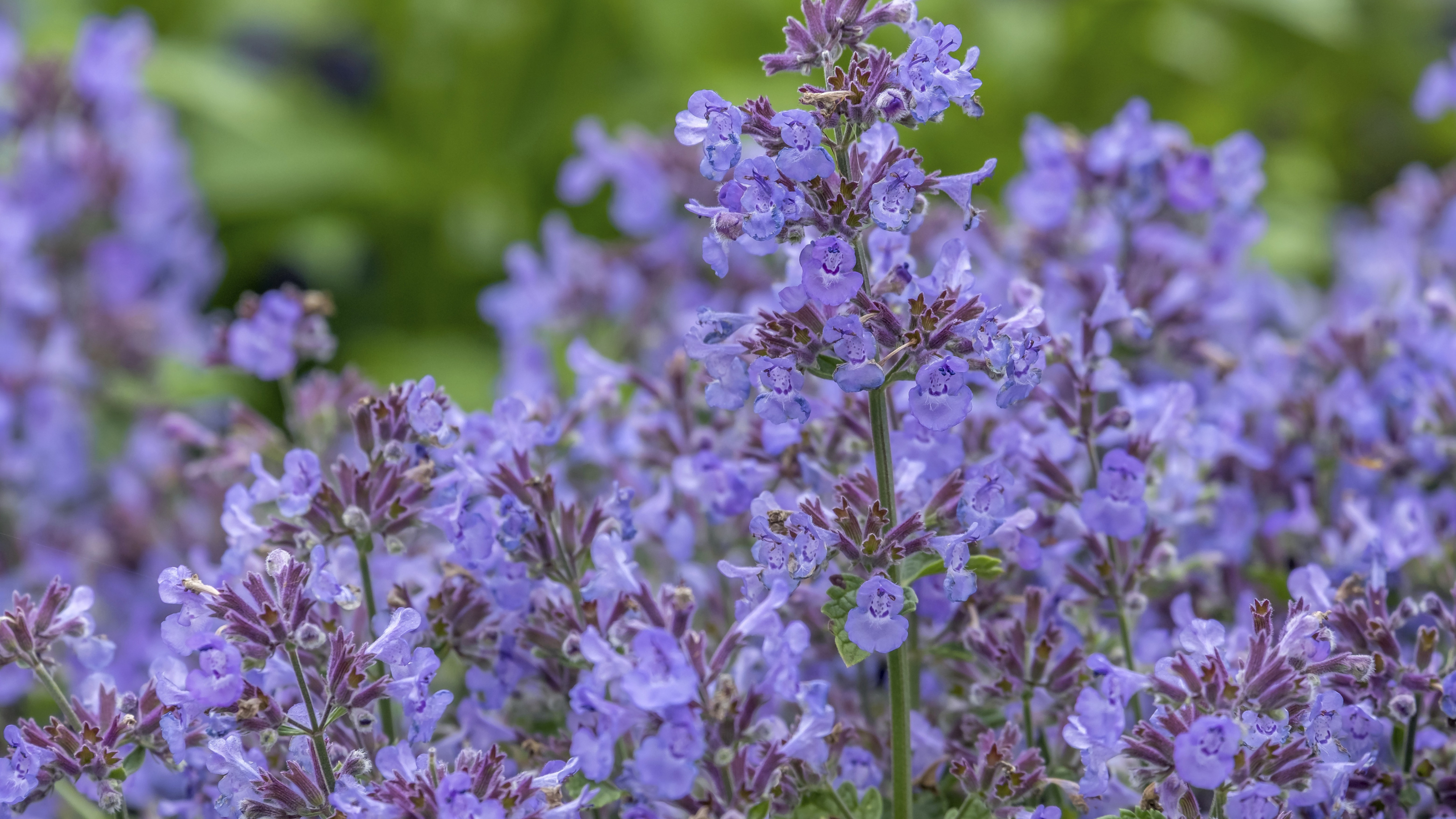 Close up of nepeta
