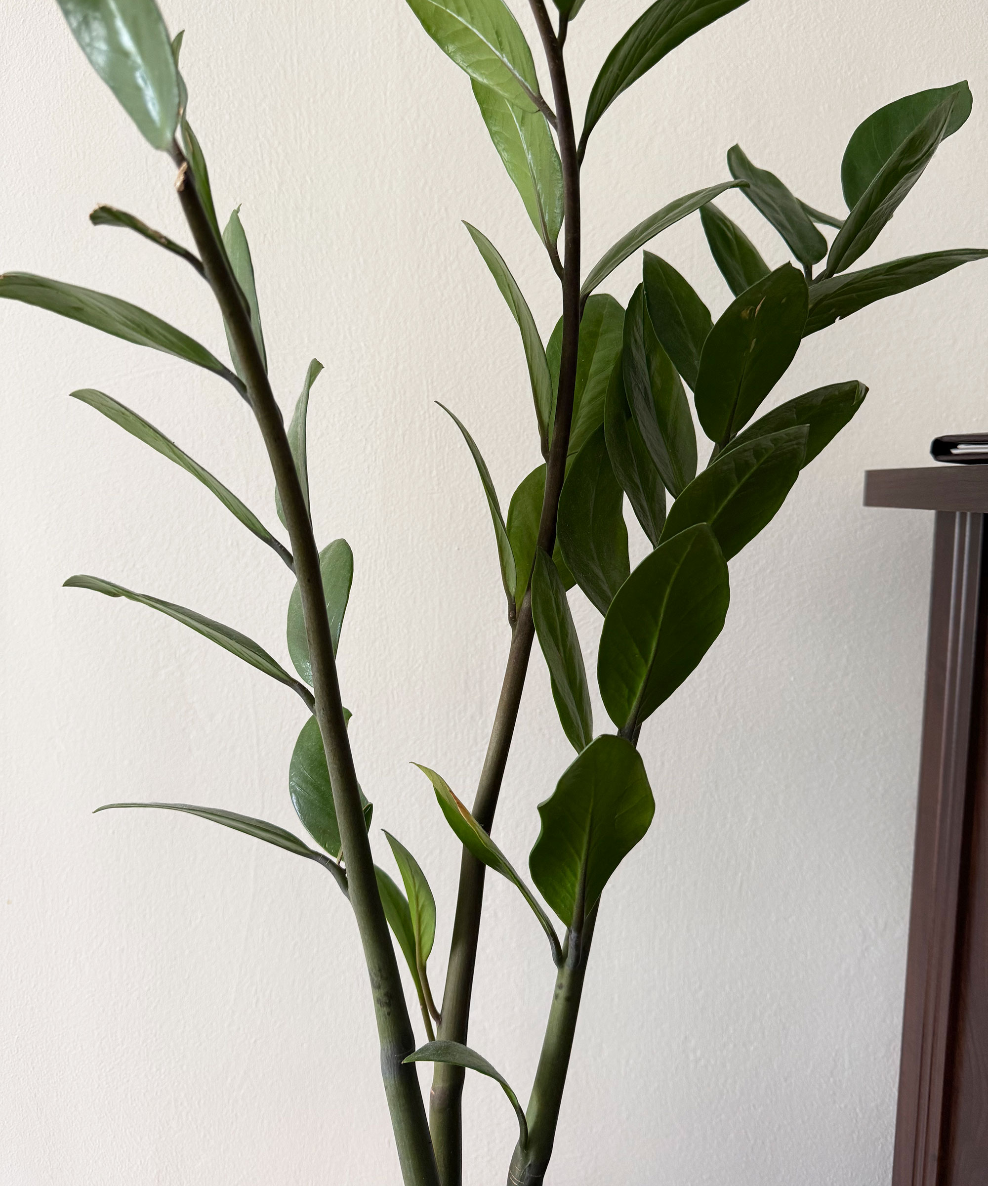 ZZ Plant with three stems, set against a white background