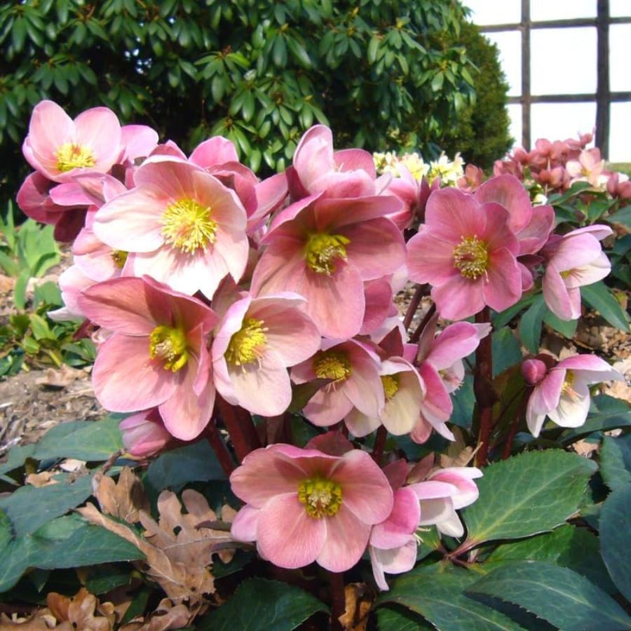 Hellebores