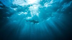 Silhouette of a shark as seen from below water, looking up at the surface.