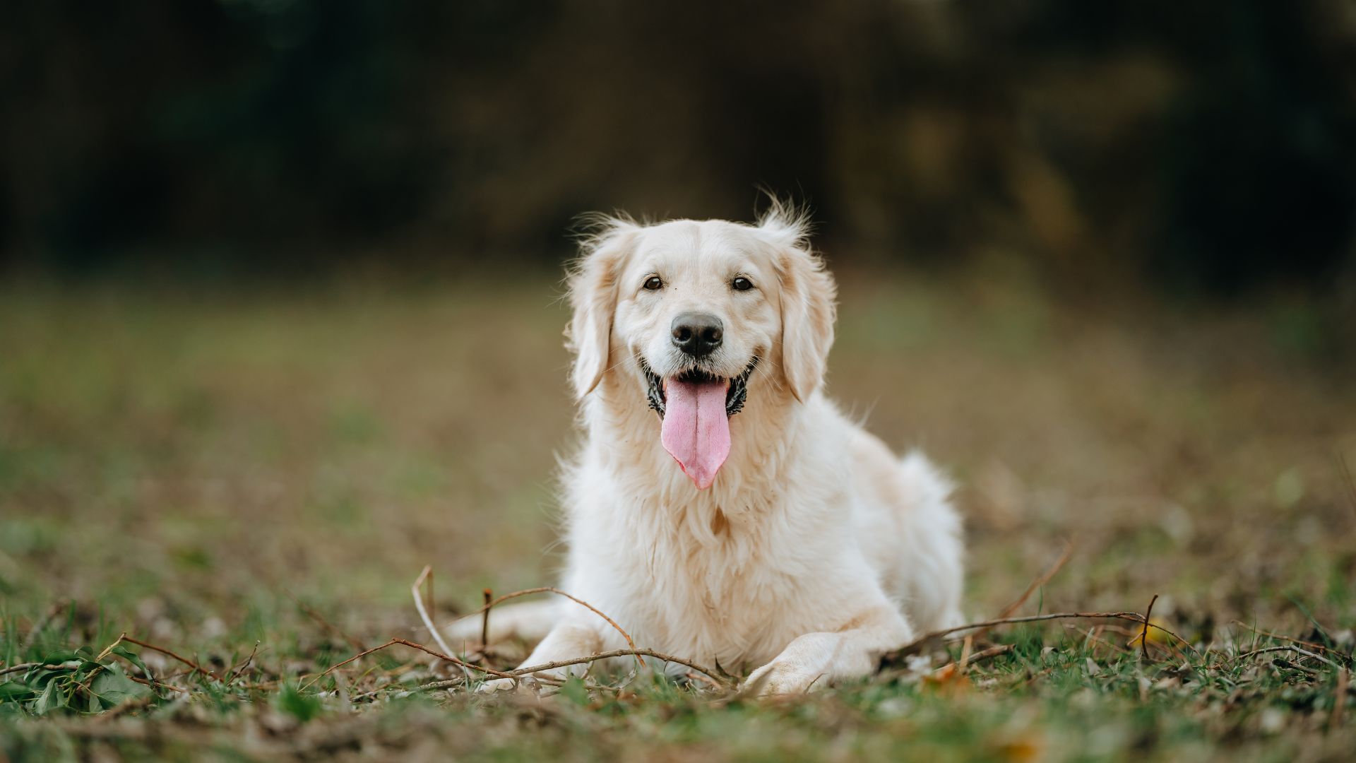 Golden Retriever with tongue out lying down on the grass