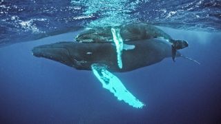 Humpback whale, mother and Calf, Megaptera novaeangliae, Silverbanks, Caribbean Sea, Dominican Republic (Photo by Reinhard Dirscherl/ullstein bild via Getty Images)