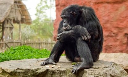 A sad chimp