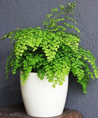 Maidenhair fern houseplant