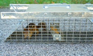 A chipmunk inside a humane trap and release trap in a yard
