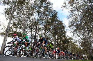 The peloton may be in Portugal but those are Australian gums