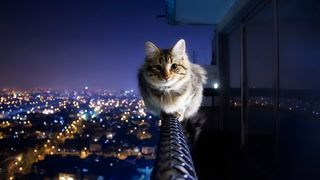 cat outside at night on balcony